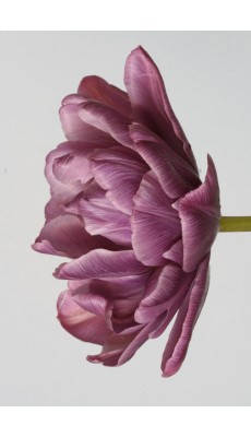 LILAC PERFECTION